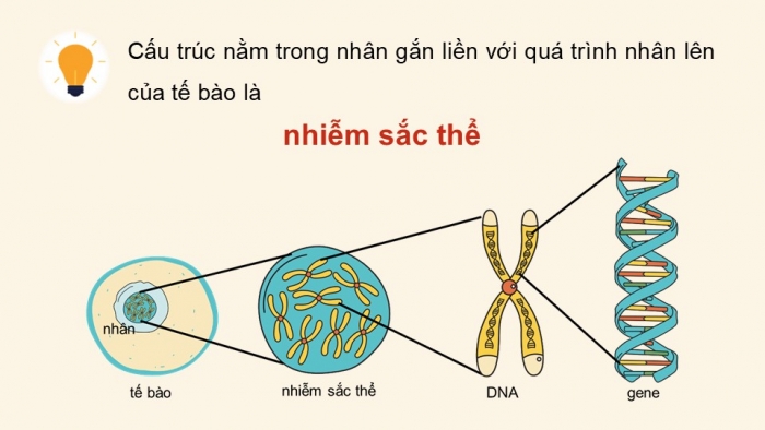 Giáo án điện tử Sinh học 12 cánh diều Bài 5: Nhiễm sắc thể và cơ chế di truyền nhiễm sắc thể