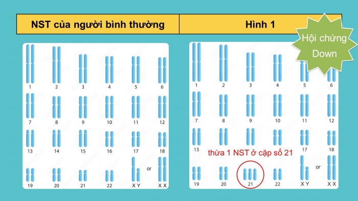 Giáo án điện tử Sinh học 12 cánh diều Bài 6: Đột biến nhiễm sắc thể