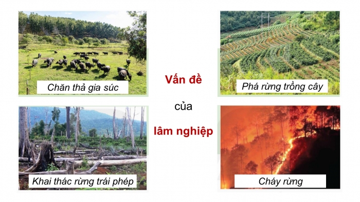 Giáo án điện tử Công nghệ 12 Lâm nghiệp - Thủy sản Kết nối Bài 2: Các hoạt động lâm nghiệp cơ bản và nguyên nhân chủ yếu làm suy thoái tài nguyên rừng