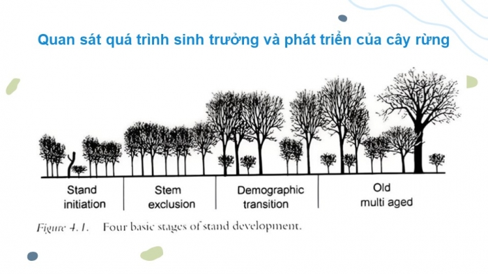 Giáo án điện tử Công nghệ 12 Lâm nghiệp Thủy sản Cánh diều Bài 4: Sinh trưởng và phát triển của cây rừng