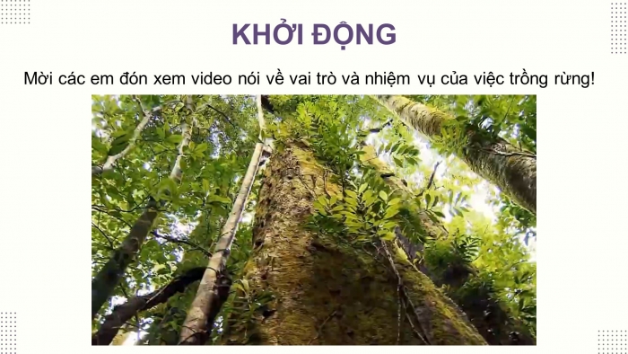 Giáo án điện tử Công nghệ 12 Lâm nghiệp Thủy sản Cánh diều Bài 1: Vai trò và triển vọng của lâm nghiệp