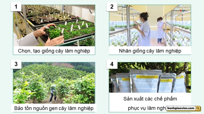 Giáo án điện tử chuyên đề Công nghệ 12 Lâm nghiệp Thuỷ sản Cánh diều Bài 2: Thành tựu và triển vọng của công nghệ sinh học trong lâm nghiệp