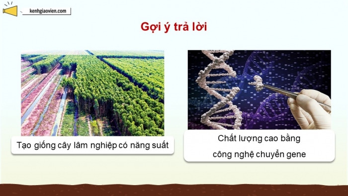 Giáo án điện tử chuyên đề Công nghệ 12 Lâm nghiệp Thuỷ sản Cánh diều Bài 3: Ứng dụng của công nghệ sinh học trong lâm nghiệp