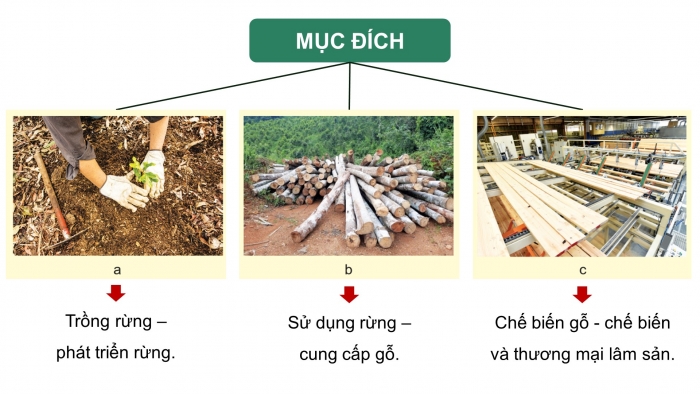 Giáo án điện tử Công nghệ 12 Lâm nghiệp Thủy sản Cánh diều Bài 2: Đặc trưng cơ bản của sản xuất lâm nghiệp