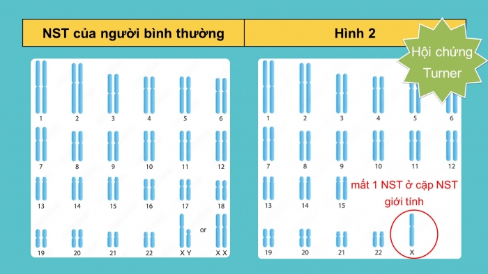 Giáo án điện tử Sinh học 12 cánh diều Bài 6: Đột biến nhiễm sắc thể