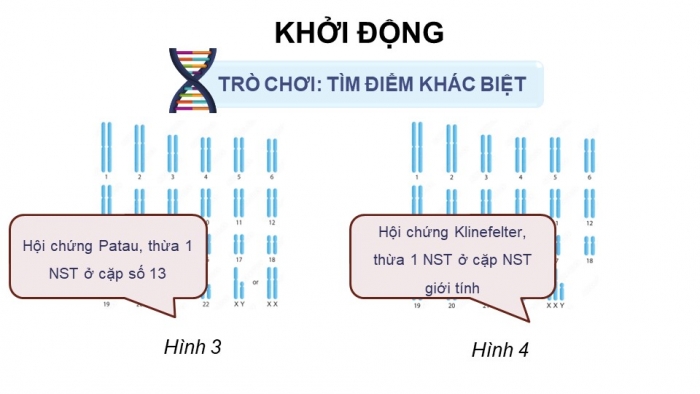 Giáo án điện tử Sinh học 12 chân trời Bài 5: Nhiễm sắc thể và đột biến nhiễm sắc thể