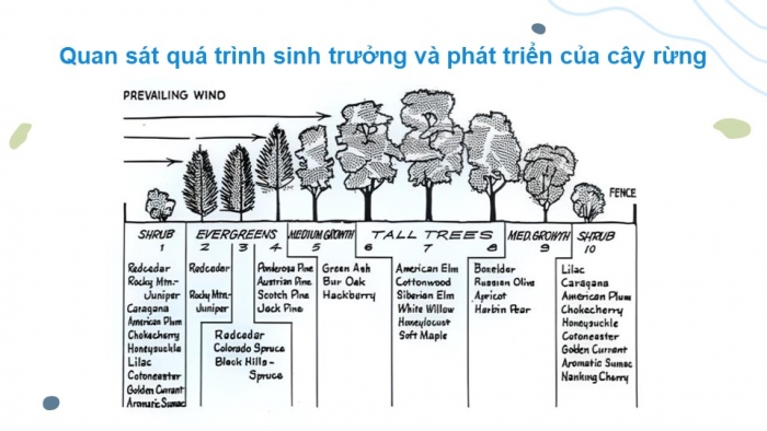 Giáo án điện tử Công nghệ 12 Lâm nghiệp Thủy sản Cánh diều Bài 4: Sinh trưởng và phát triển của cây rừng