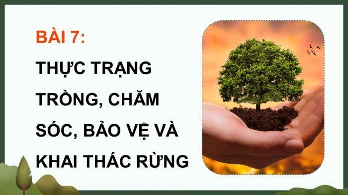 Giáo án điện tử Công nghệ 12 Lâm nghiệp Thủy sản Cánh diều Bài 7: Thực trạng trồng, chăm sóc, bảo vệ và khai thác rừng