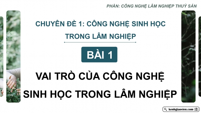 Giáo án điện tử chuyên đề Công nghệ 12 Lâm nghiệp Thuỷ sản Cánh diều Bài 1: Vai trò của công nghệ sinh học trong lâm nghiệp