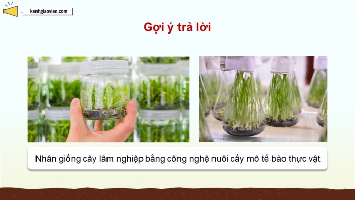 Giáo án điện tử chuyên đề Công nghệ 12 Lâm nghiệp Thuỷ sản Cánh diều Bài 3: Ứng dụng của công nghệ sinh học trong lâm nghiệp