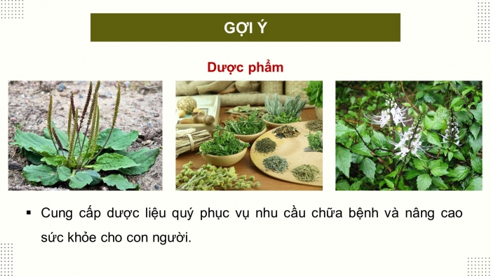 Giáo án điện tử Công nghệ 12 Lâm nghiệp - Thủy sản Kết nối Bài 1: Vai trò và triển vọng của lâm nghiệp