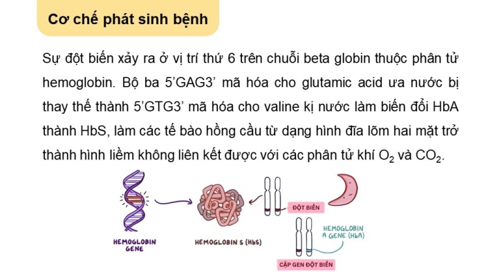 Giáo án điện tử Sinh học 12 cánh diều Bài 4: Đột biến gene