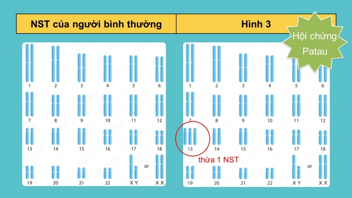 Giáo án điện tử Sinh học 12 cánh diều Bài 6: Đột biến nhiễm sắc thể