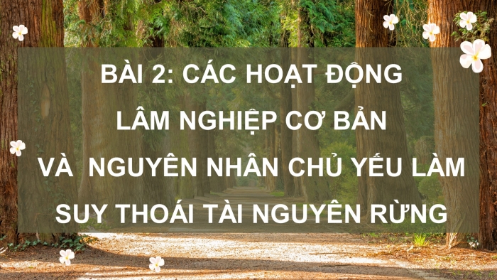 Giáo án điện tử Công nghệ 12 Lâm nghiệp - Thủy sản Kết nối Bài 2: Các hoạt động lâm nghiệp cơ bản và nguyên nhân chủ yếu làm suy thoái tài nguyên rừng