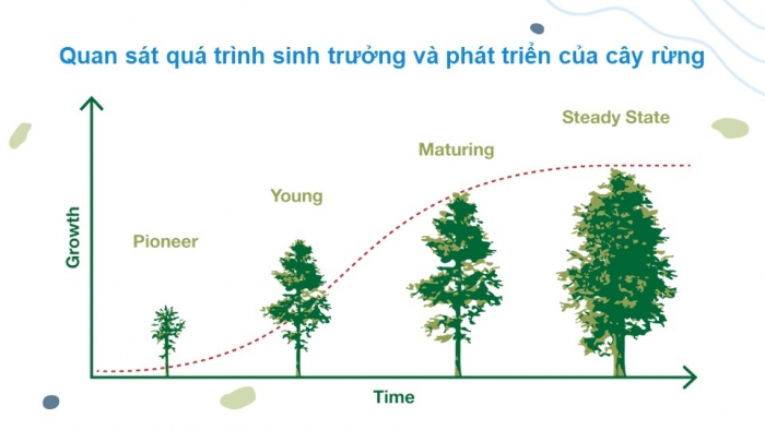 Giáo án điện tử Công nghệ 12 Lâm nghiệp Thủy sản Cánh diều Bài 4: Sinh trưởng và phát triển của cây rừng