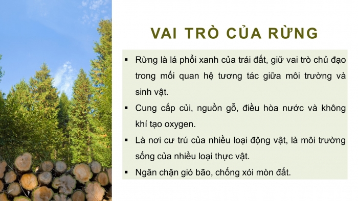 Giáo án điện tử Công nghệ 12 Lâm nghiệp Thủy sản Cánh diều Bài 1: Vai trò và triển vọng của lâm nghiệp