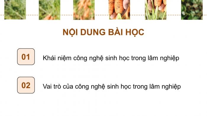 Giáo án điện tử chuyên đề Công nghệ 12 Lâm nghiệp Thuỷ sản Cánh diều Bài 1: Vai trò của công nghệ sinh học trong lâm nghiệp