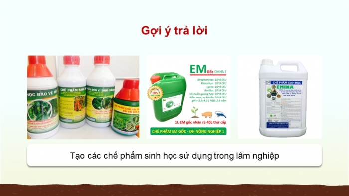 Giáo án điện tử chuyên đề Công nghệ 12 Lâm nghiệp Thuỷ sản Cánh diều Bài 3: Ứng dụng của công nghệ sinh học trong lâm nghiệp