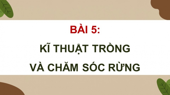 Giáo án điện tử Công nghệ 12 Lâm nghiệp - Thủy sản Kết nối Bài 5: Kĩ thuật trồng và chăm sóc rừng