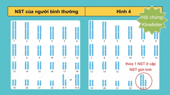 Giáo án điện tử Sinh học 12 cánh diều Bài 6: Đột biến nhiễm sắc thể