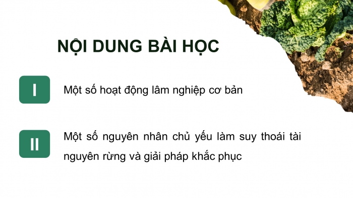 Giáo án điện tử Công nghệ 12 Lâm nghiệp - Thủy sản Kết nối Bài 2: Các hoạt động lâm nghiệp cơ bản và nguyên nhân chủ yếu làm suy thoái tài nguyên rừng