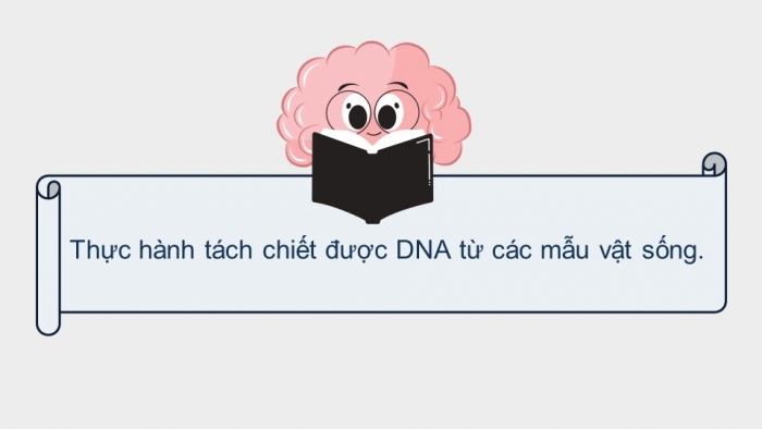 Giáo án điện tử Sinh học 12 kết nối Bài 6: Thực hành Tách chiết DNA