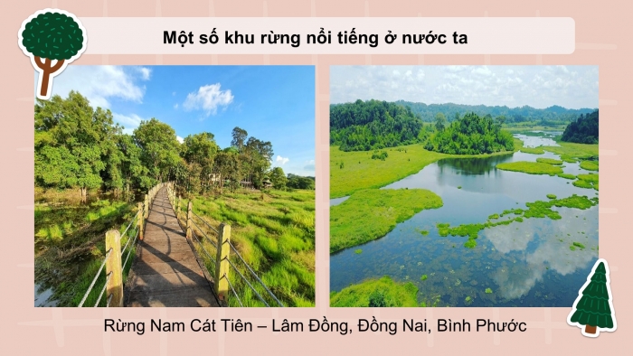 Giáo án điện tử Công nghệ 12 Lâm nghiệp - Thủy sản Kết nối Bài 3: Vai trò, nhiệm vụ của trồng và chăm sóc rừng