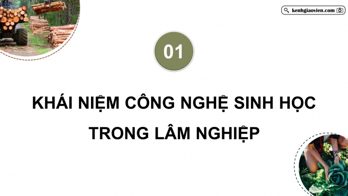 Giáo án điện tử chuyên đề Công nghệ 12 Lâm nghiệp Thuỷ sản Cánh diều Bài 1: Vai trò của công nghệ sinh học trong lâm nghiệp