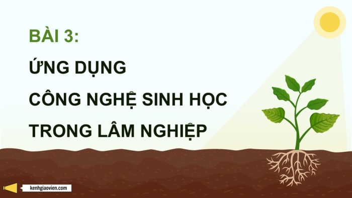 Giáo án điện tử chuyên đề Công nghệ 12 Lâm nghiệp Thuỷ sản Cánh diều Bài 3: Ứng dụng của công nghệ sinh học trong lâm nghiệp