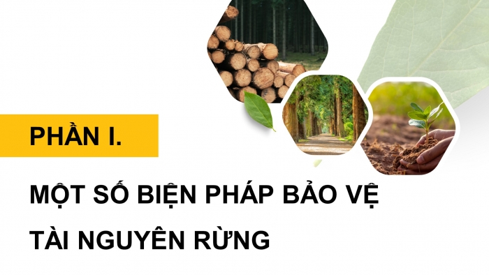 Giáo án điện tử Công nghệ 12 Lâm nghiệp - Thủy sản Kết nối Bài 7: Biện pháp bảo vệ và khai thác tài nguyên rừng