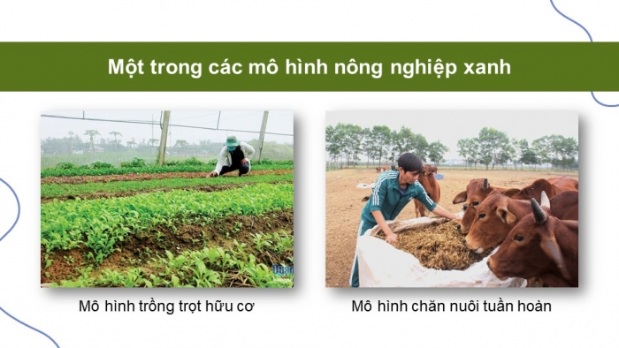 Giáo án điện tử Địa lí 9 cánh diều Bài 5: Thực hành Viết báo cáo ngắn về mô hình sản xuất nông nghiệp