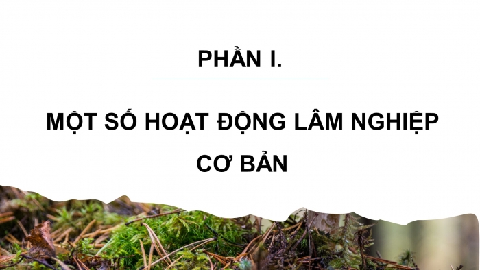 Giáo án điện tử Công nghệ 12 Lâm nghiệp - Thủy sản Kết nối Bài 2: Các hoạt động lâm nghiệp cơ bản và nguyên nhân chủ yếu làm suy thoái tài nguyên rừng