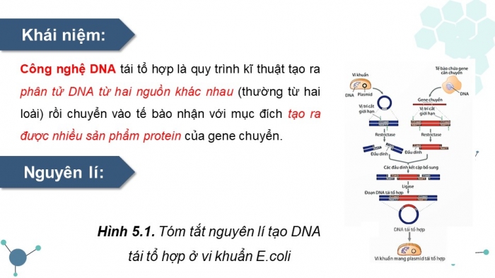 Giáo án điện tử Sinh học 12 kết nối Bài 5: Công nghệ di truyền