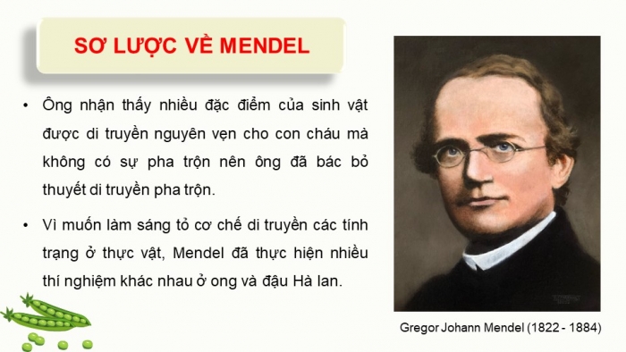 Giáo án điện tử Sinh học 12 kết nối Bài 8: Học thuyết di truyền của Mendel