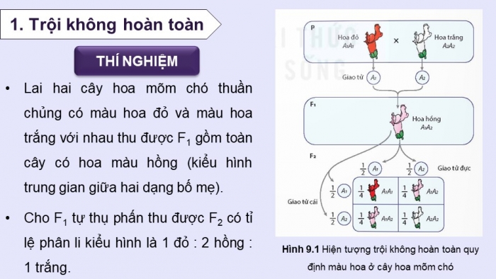 Giáo án điện tử Sinh học 12 kết nối Bài 9: Mở rộng học thuyết Mendel