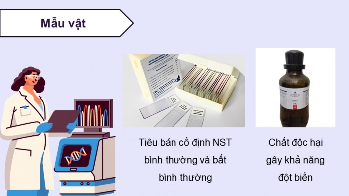 Giáo án điện tử Sinh học 12 chân trời Bài 6: Thực hành Quan sát đột biến nhiễm sắc thể, Tìm hiểu tác hại gây đột biến của một số chất độc