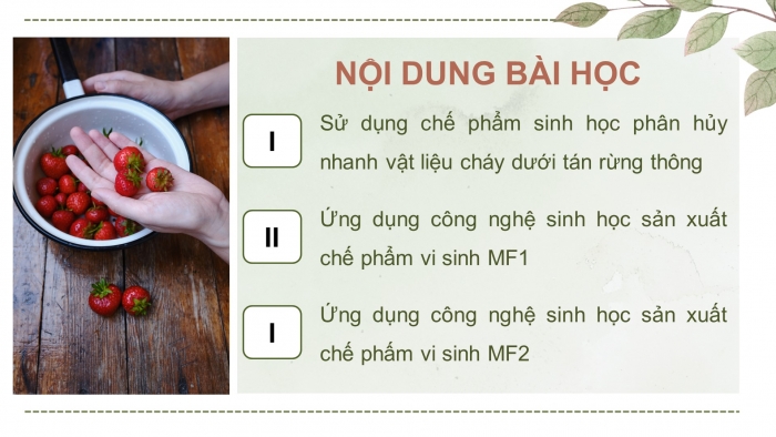 Giáo án điện tử chuyên đề công nghệ 12 lâm nghiệp - thuỷ sản kết nối bài 3: Công nghệ sinh học trong sản xuất chế phẩm vi sinh phục vụ lâm nghiệp