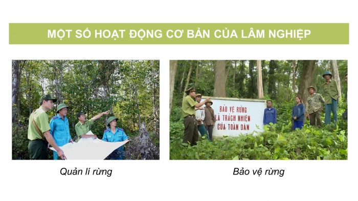 Giáo án điện tử Công nghệ 12 Lâm nghiệp Thủy sản Cánh diều Bài 2: Đặc trưng cơ bản của sản xuất lâm nghiệp