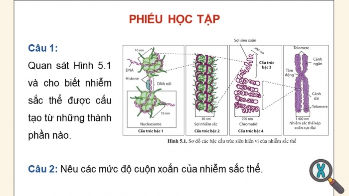 Giáo án điện tử Sinh học 12 cánh diều Bài 5: Nhiễm sắc thể và cơ chế di truyền nhiễm sắc thể