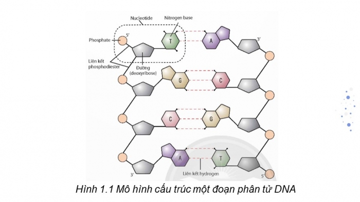 Giáo án điện tử Sinh học 12 chân trời Bài 1: Gene và cơ chế truyền thông tin di truyền