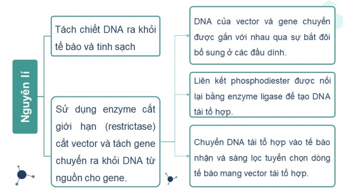 Giáo án điện tử Sinh học 12 kết nối Bài 5: Công nghệ di truyền