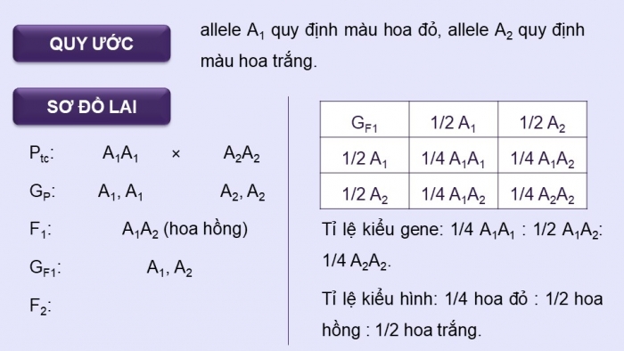 Giáo án điện tử Sinh học 12 kết nối Bài 9: Mở rộng học thuyết Mendel