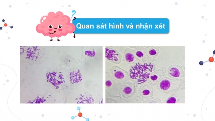 Giáo án điện tử Sinh học 12 chân trời Bài 5: Nhiễm sắc thể và đột biến nhiễm sắc thể