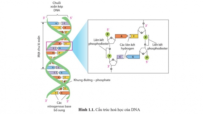 Giáo án điện tử Sinh học 12 cánh diều Bài 1: Gene và sự tái bản DNA