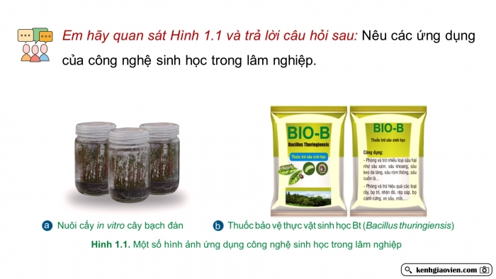 Giáo án điện tử chuyên đề Công nghệ 12 Lâm nghiệp Thuỷ sản Cánh diều Bài 1: Vai trò của công nghệ sinh học trong lâm nghiệp