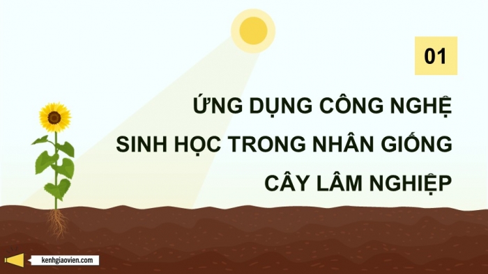 Giáo án điện tử chuyên đề Công nghệ 12 Lâm nghiệp Thuỷ sản Cánh diều Bài 3: Ứng dụng của công nghệ sinh học trong lâm nghiệp