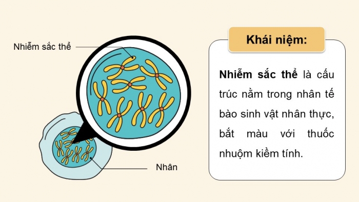 Giáo án điện tử Sinh học 12 cánh diều Bài 5: Nhiễm sắc thể và cơ chế di truyền nhiễm sắc thể