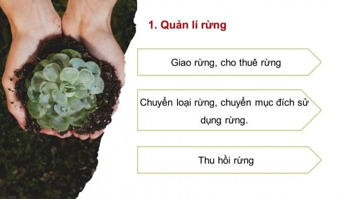 Giáo án điện tử Công nghệ 12 Lâm nghiệp - Thủy sản Kết nối Bài 2: Các hoạt động lâm nghiệp cơ bản và nguyên nhân chủ yếu làm suy thoái tài nguyên rừng