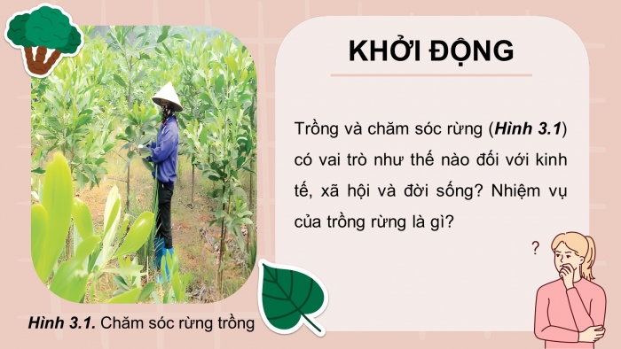 Giáo án điện tử Công nghệ 12 Lâm nghiệp - Thủy sản Kết nối Bài 3: Vai trò, nhiệm vụ của trồng và chăm sóc rừng