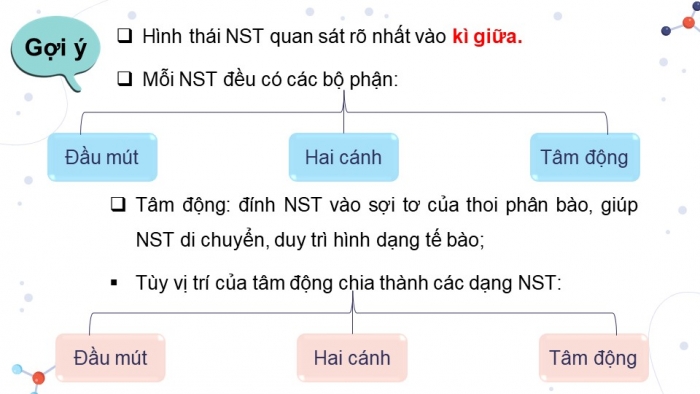 Giáo án điện tử Sinh học 12 kết nối Bài 7: Cấu trúc và chức năng của nhiễm sắc thể